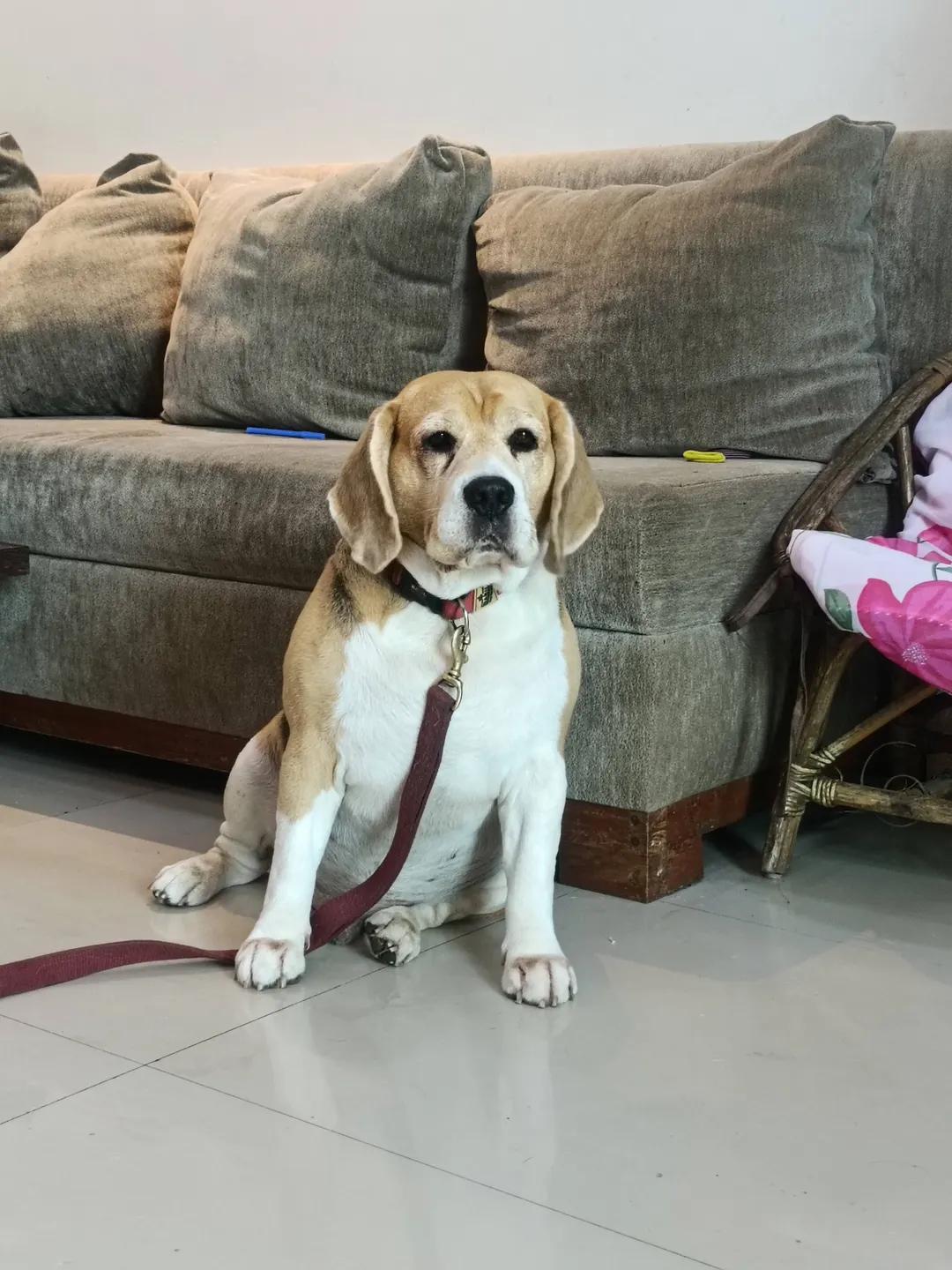 A beagle on a leash, sitting on the floor in front of a sofa