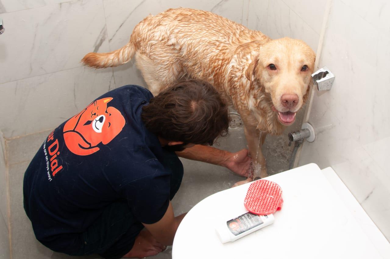 FurDial groomer bathing a Labrador in a home bathroom