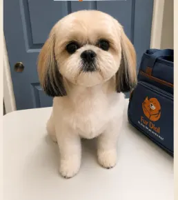 Shih Tzu after its FurDial groom