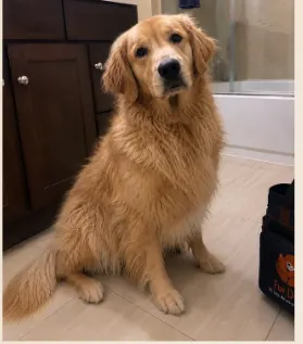 Golden Retriever before its FurDial groom