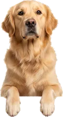 Golden Retriever dog