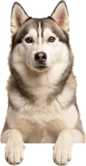 Husky dog
