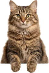 Tabby cat