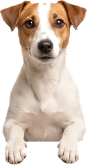 Jack Russell dog