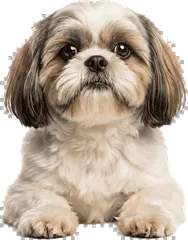 Shih Tzu dog